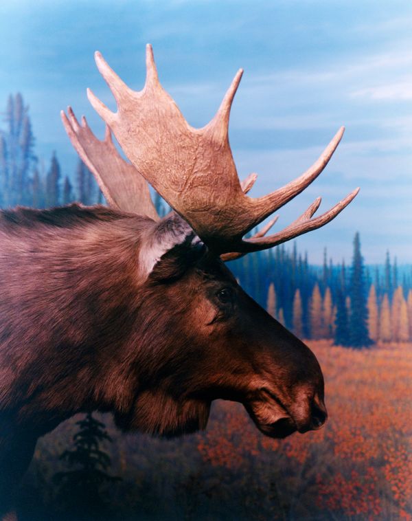 © Teo Becher - Royal Alberta Museum, Edmonton