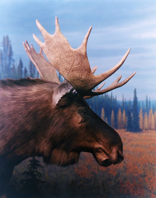 © Teo Becher - Royal Alberta Museum, Edmonton