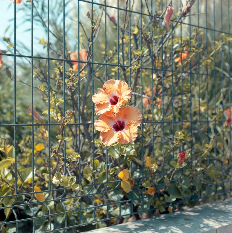 © Iggy Smalls - Image from the Neverland photography project