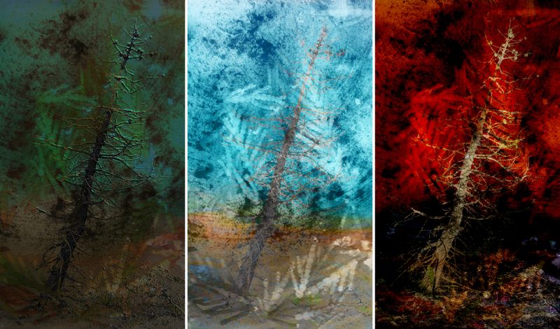 © Neil Berkowitz - "Still Life in Situ" (2022) Multilayer photographic archival pigment print