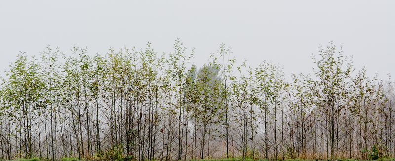 © Neil Berkowitz - "Riparian Scene" (2017) Photographic archival pigment print