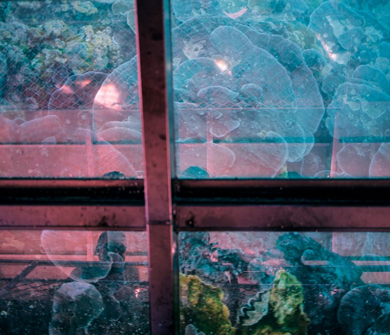 © Claudia Schildknecht - Image from the See You Later, Zooxanthellae! photography project