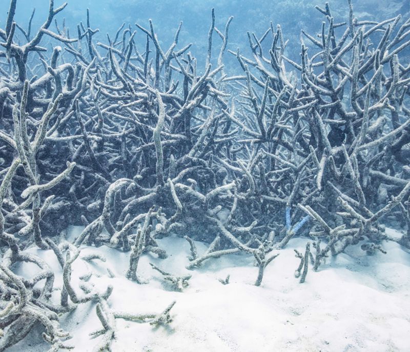 © Claudia Schildknecht - Image from the See You Later, Zooxanthellae! photography project