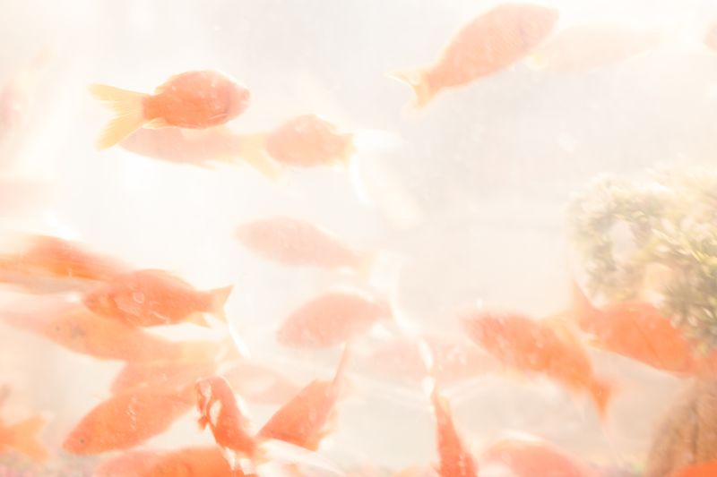© Cristiana Motta - Image from the Jellyfish photography project
