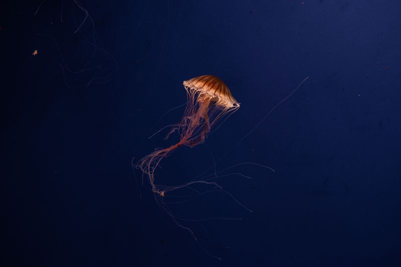 © Cristiana Motta - Image from the Jellyfish photography project