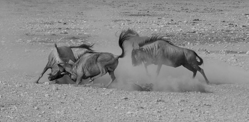 © Reuben - (Untitled #9) Three male Wildebeest engage in a spontaneous fight in Etosha, Namibia