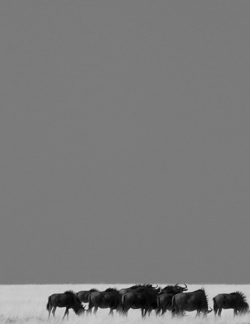© Reuben - (Untitled #8) Taken in Etosha, Namibia from the backseat of a car, Wildebeest congregate in the distance.