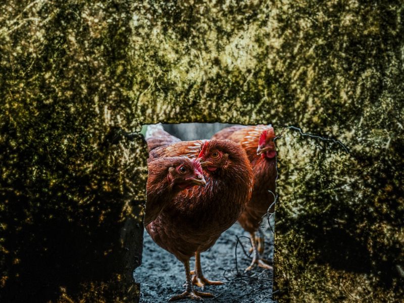 © Adra Pallón - Image from the Demothanasia. Death by depopulation. photography project