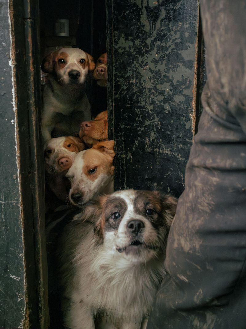 © Adra Pallón - Fernando lives in the only company of his more than thirty dogs. They all live with him inside the house.