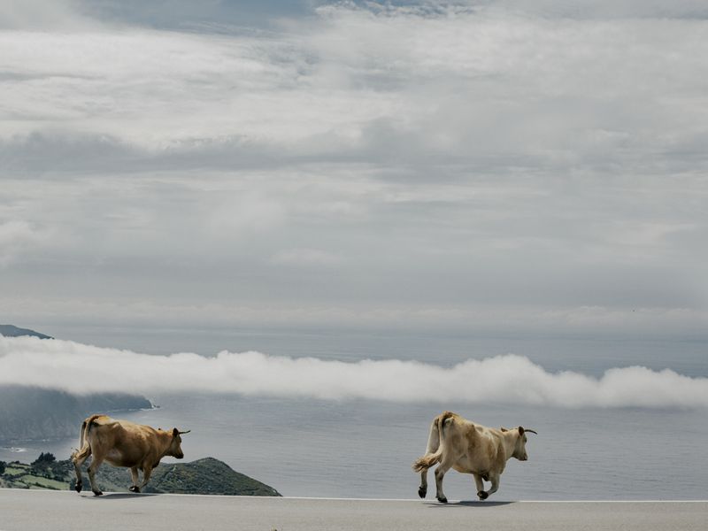 © Adra Pallón - Two cows walk down to the meadows near the sea in Ortigueira.