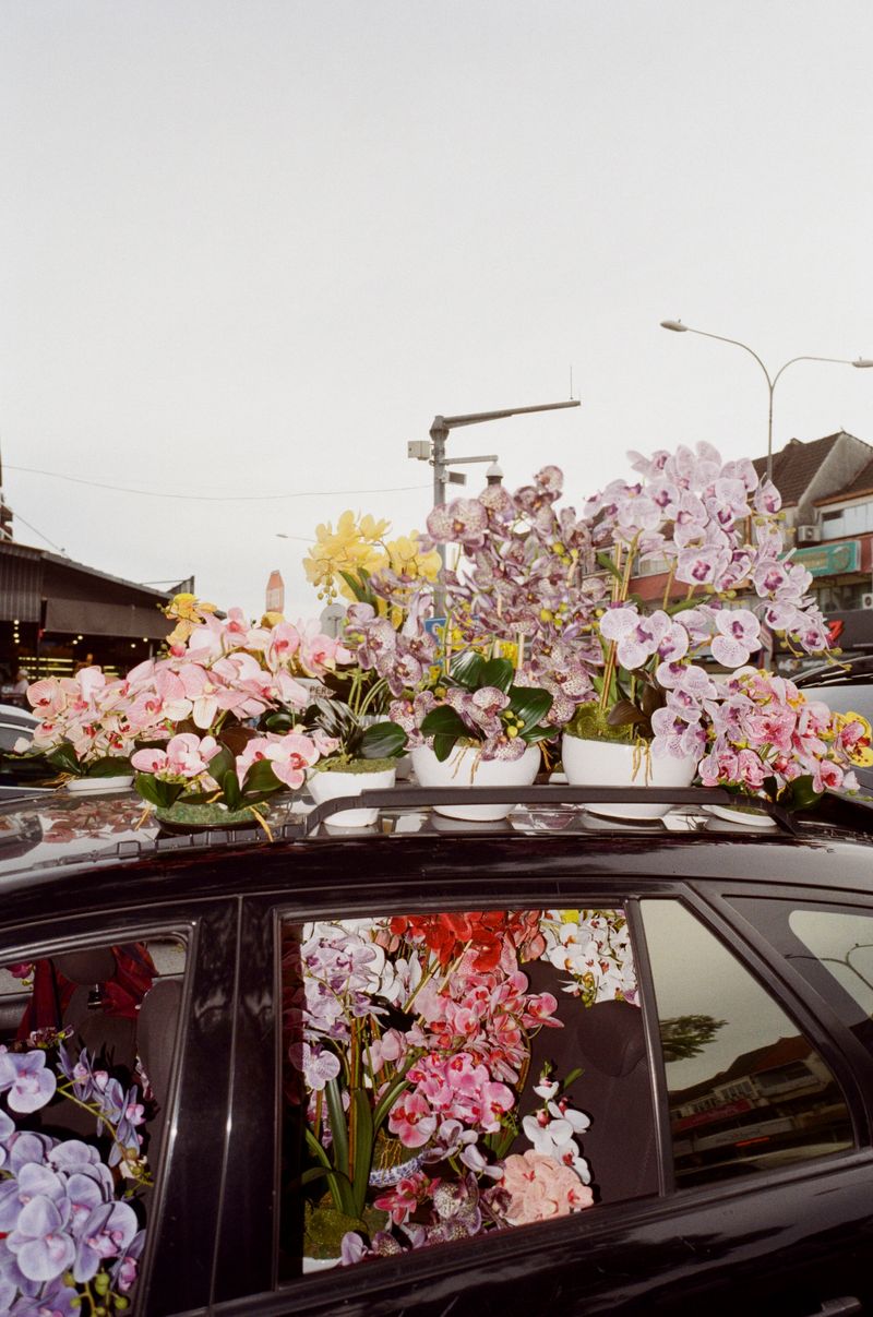 © Aishah Kenton - Image from the Orchid photography project