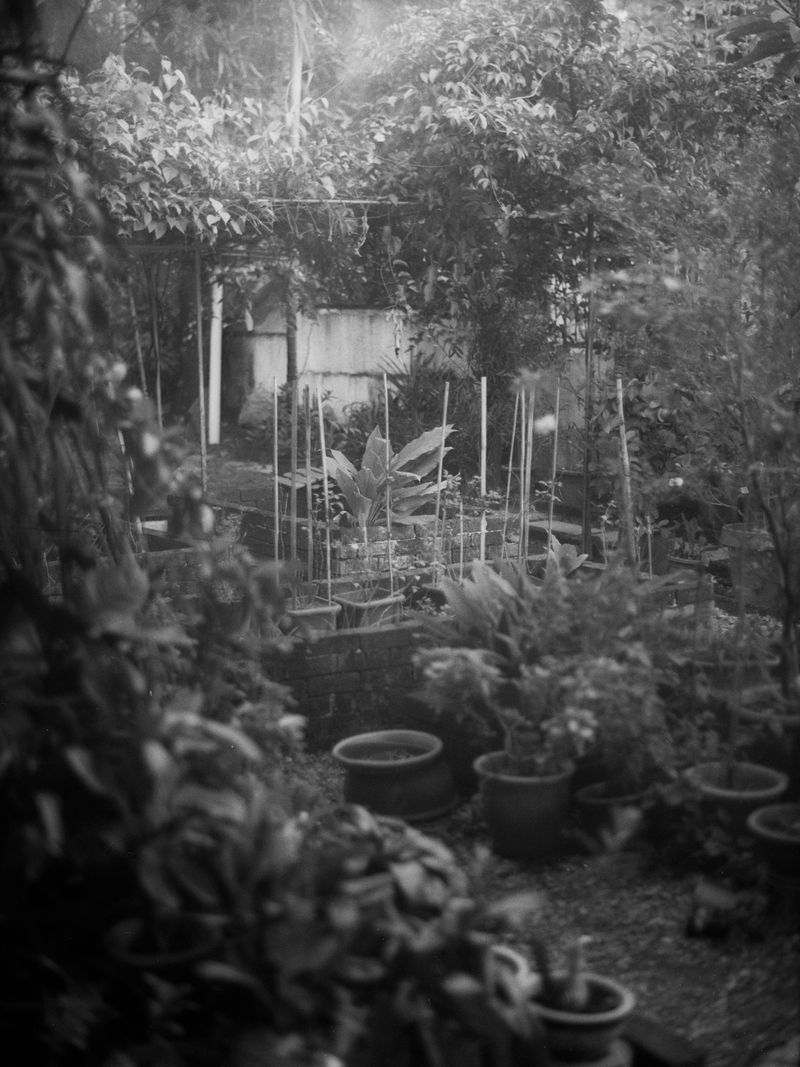 © Aishah Kenton - Image from the Orchid photography project