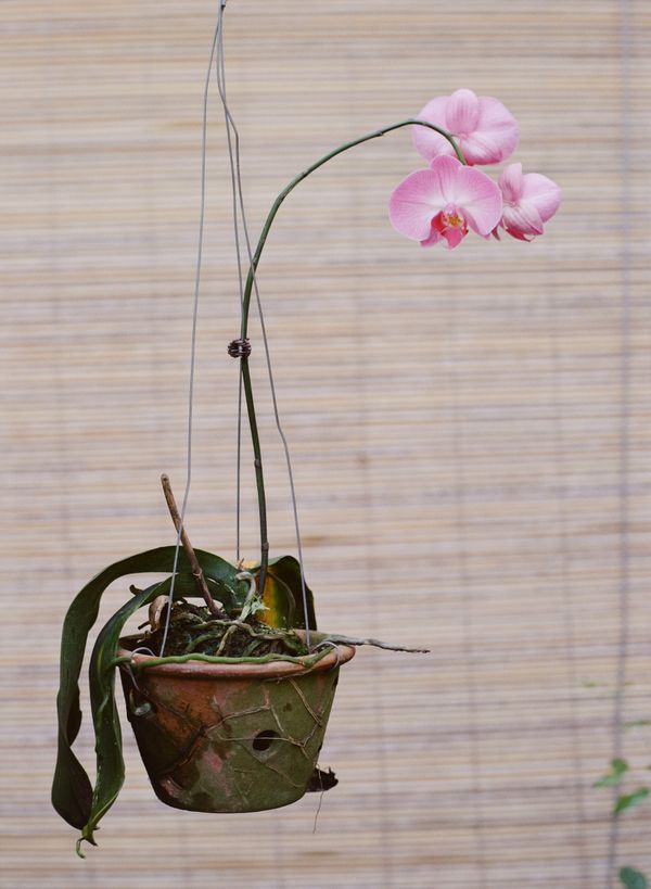 © Aishah Kenton - Image from the Orchid photography project