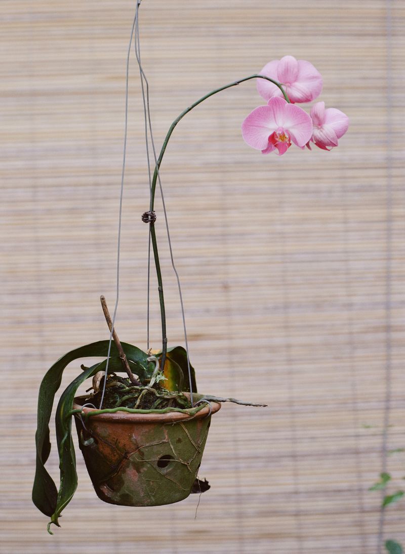 © Aishah Kenton - Image from the Orchid photography project