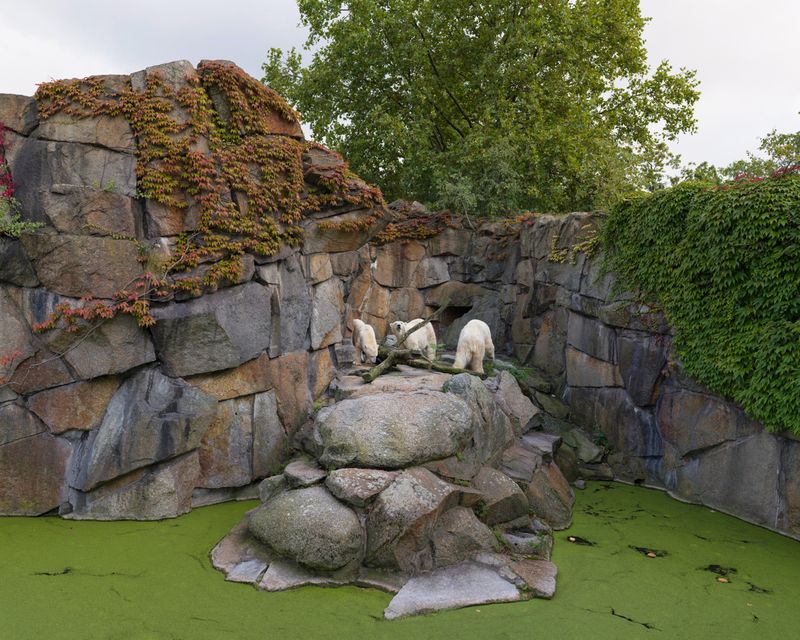 © Sheng-Wen Lo - Zoo Berlin, Deutschland (2014)Two of the bears in this picture, Nancy and Tosca, deceased after my visit in 2014.