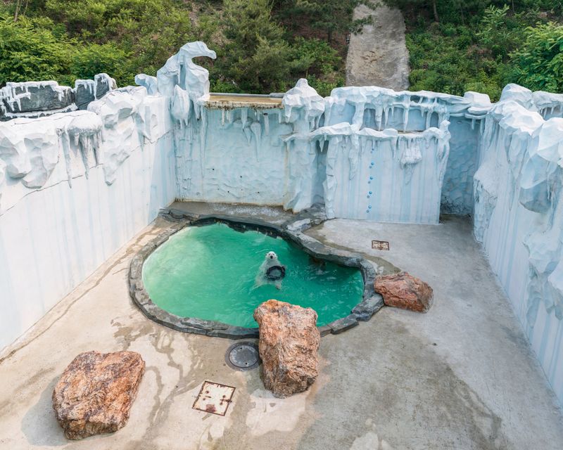 © Sheng-Wen Lo - Dalian Forest Park, China (2015)Car tire were provided, as a common enrichment in China sites.