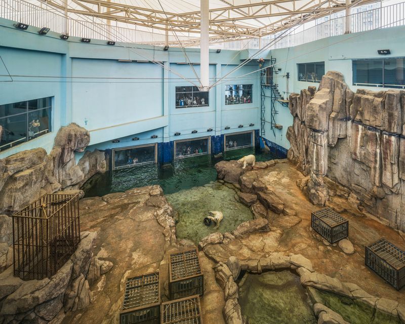 © Sheng-Wen Lo - Image from the White Bear photography project