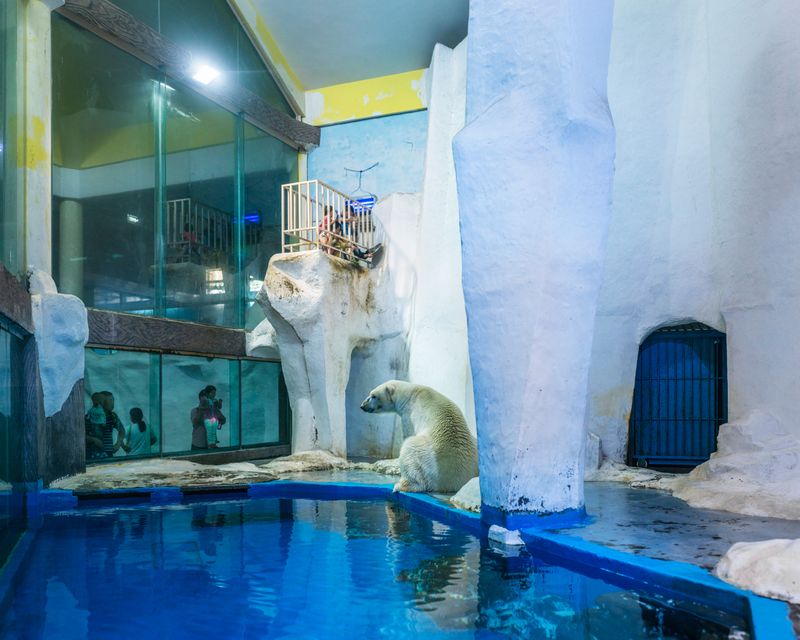 © Sheng-Wen Lo - Image from the White Bear photography project