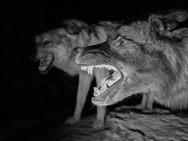 © Jenna Garrett - Image from the Teeth of the Wolf photography project