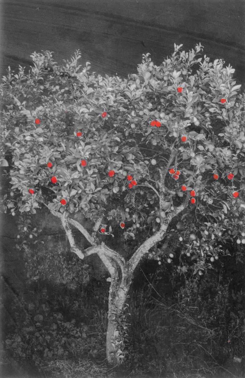 © Raquel Antunes - Image from the Matriz photography project