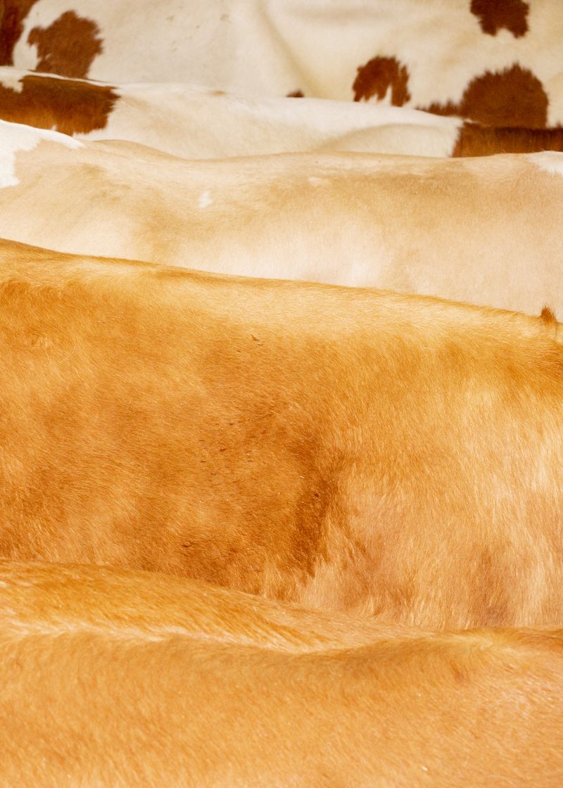 © Jaka Tersek - Image from the OWL, FOX, HEDGEHOG, DEER photography project