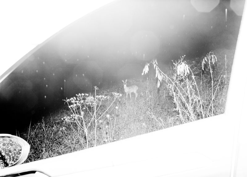 © Jaka Tersek - Image from the Owl, fox, hedgehog, deer photography project