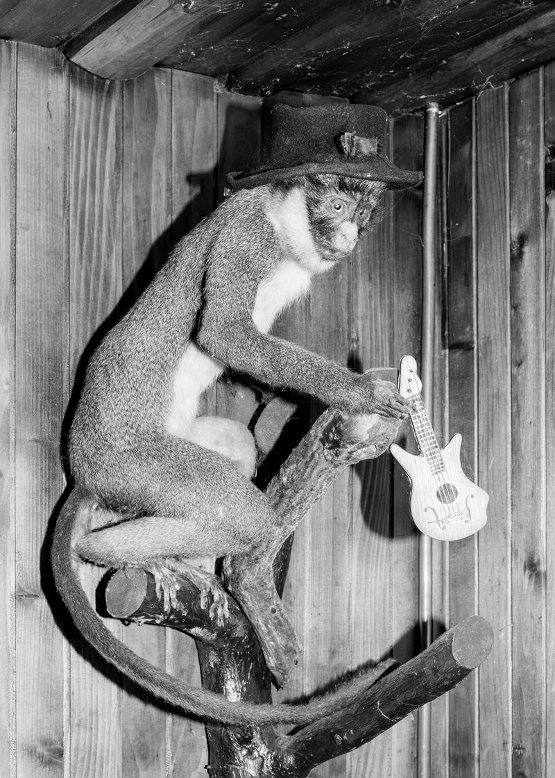 © Jaka Tersek - Image from the Owl, fox, hedgehog, deer photography project