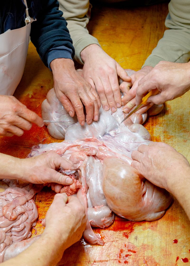 © Jaka Tersek - Image from the Owl, fox, hedgehog, deer photography project