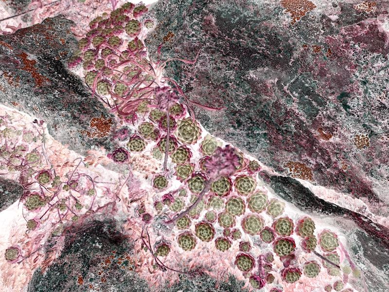 © Laurene Praget - Image from the Entre las curvas de las montañas, la piel photography project