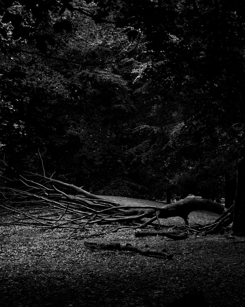 © Allison Hess - Image from the Tall as an Oak Tree photography project