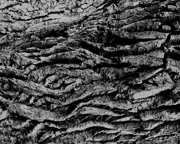 © Allison Hess - Image from the Tall as an Oak Tree photography project