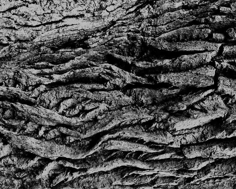 © Allison Hess - Image from the Tall as an Oak Tree photography project