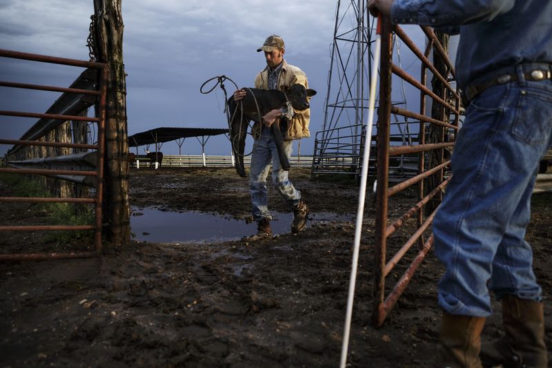 © Allison Hess - Image from the Disappearing Breed photography project