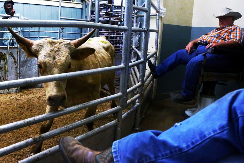 © Allison Hess - Image from the Disappearing Breed photography project