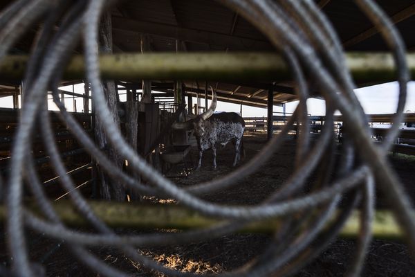 © Allison Hess - Image from the Disappearing Breed photography project