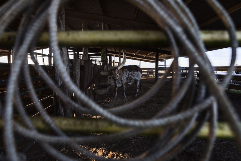 © Allison Hess - Image from the Disappearing Breed photography project