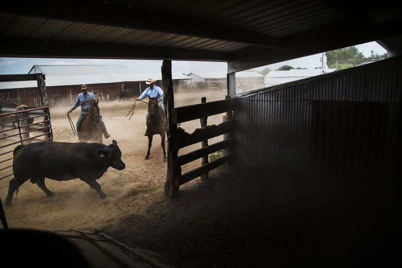 © Allison Hess - Image from the Disappearing Breed photography project