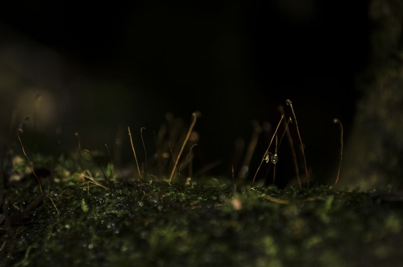 © Sebastian Lopez Brach - Image from the selvamadre photography project