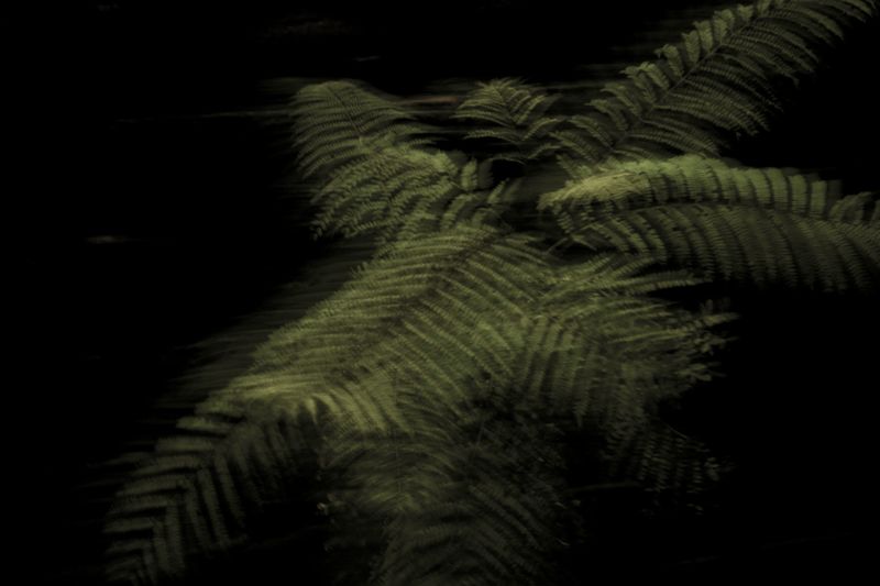 © Sebastian Lopez Brach - Image from the selvamadre photography project