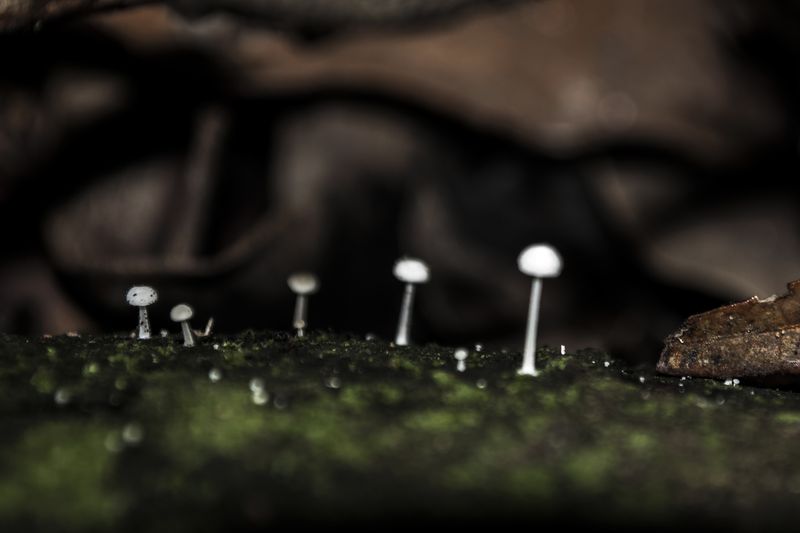 © Sebastian Lopez Brach - Image from the selvamadre photography project