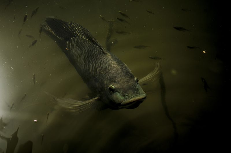 © Sebastian Lopez Brach - Image from the selvamadre photography project