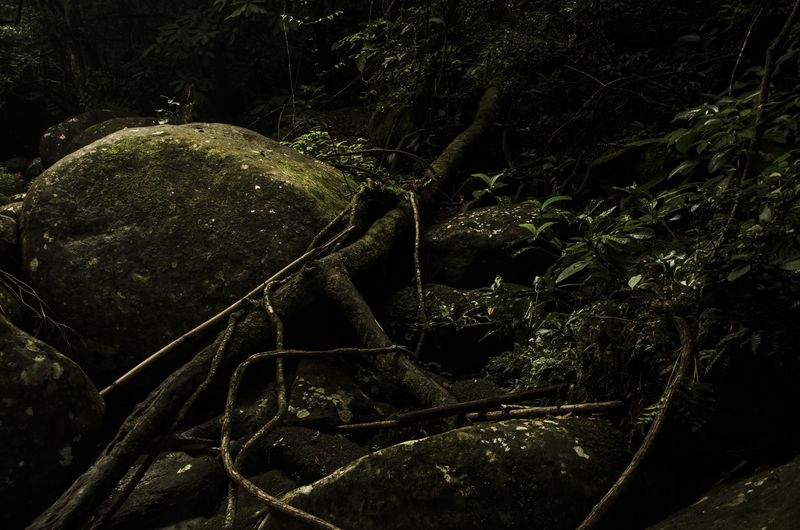 © Sebastian Lopez Brach - Image from the selvamadre photography project