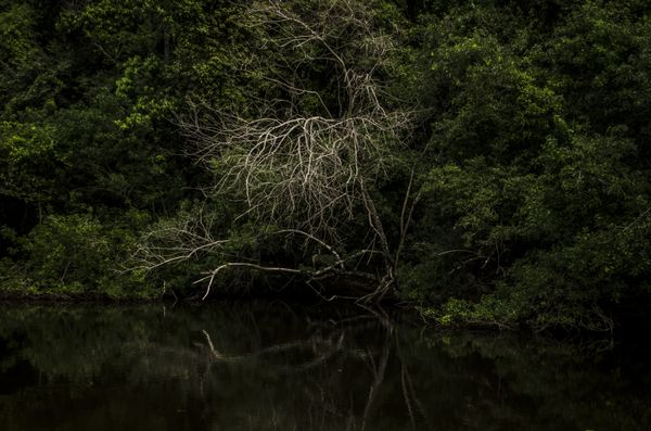 © Sebastian Lopez Brach - Image from the selvamadre photography project