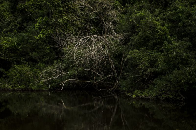 © Sebastian Lopez Brach - Image from the selvamadre photography project