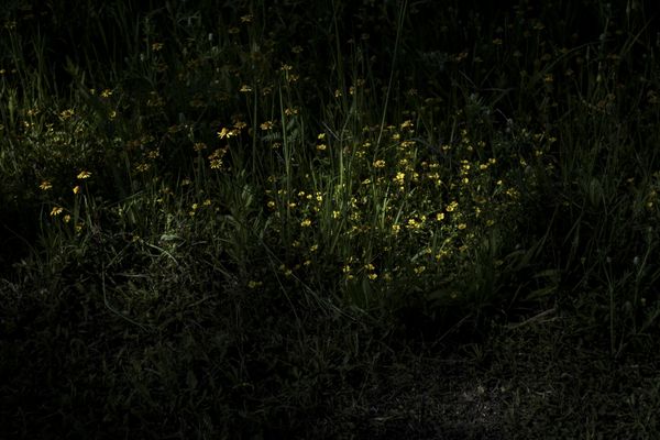 © Sebastian Lopez Brach - Image from the selvamadre photography project