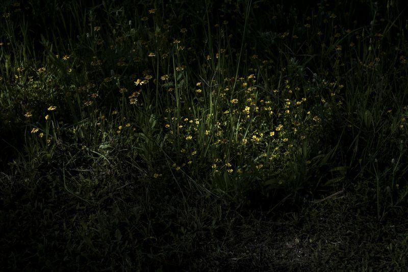 © Sebastian Lopez Brach - Image from the selvamadre photography project