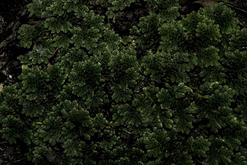 © Sebastian Lopez Brach - Image from the selvamadre photography project