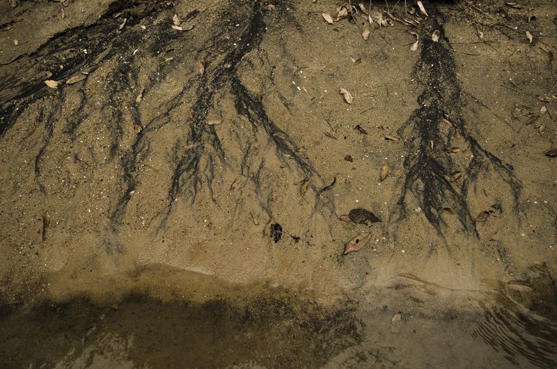 © Sebastian Lopez Brach - Image from the selvamadre photography project