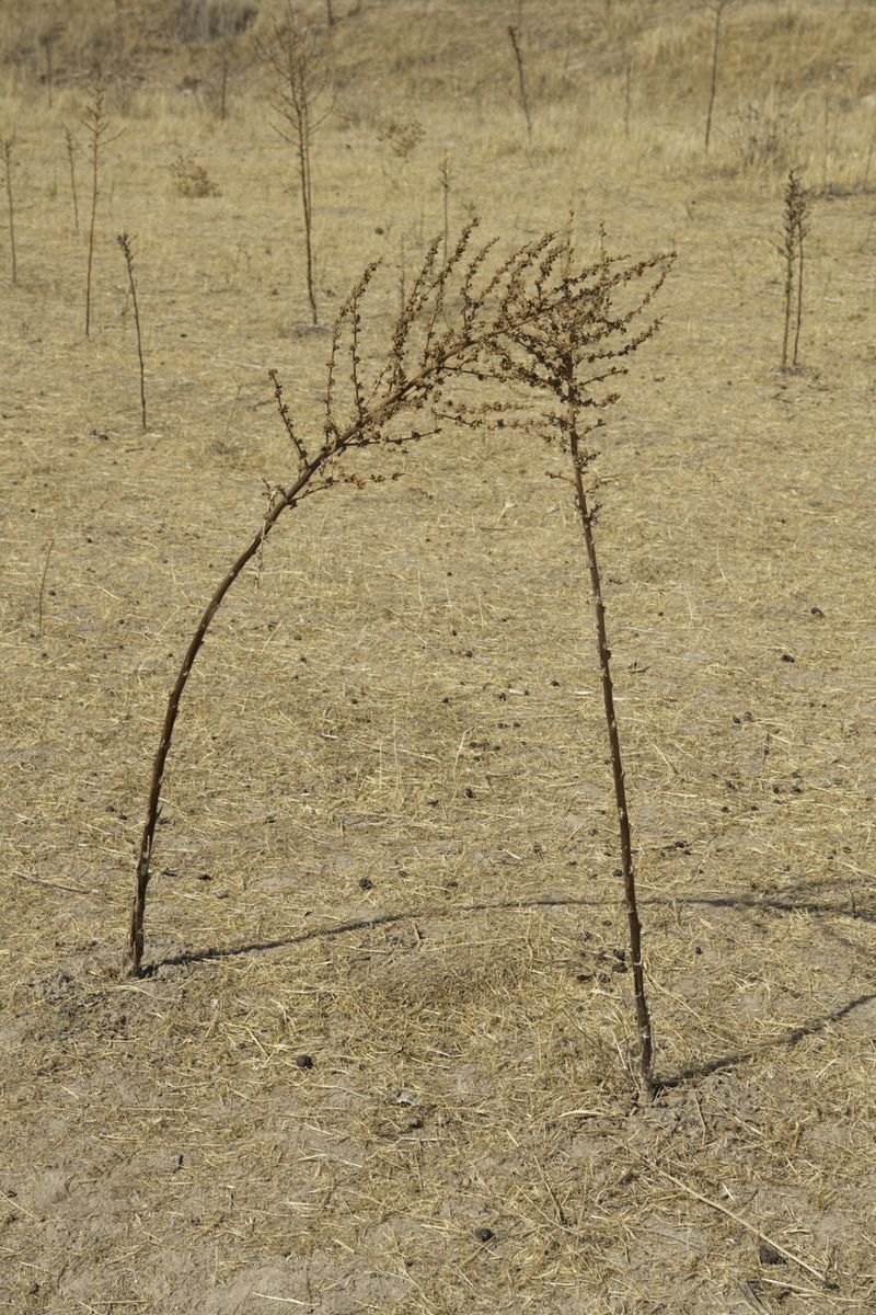 © Giulia Arantxa Novelli - Image from the Il futuro è già iniziato / The Future has already begun photography project