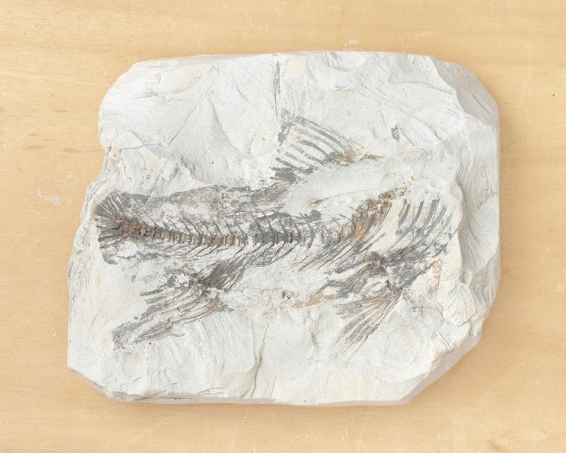 © Gaia Maggio - Image from the Diatomaceous Earth photography project